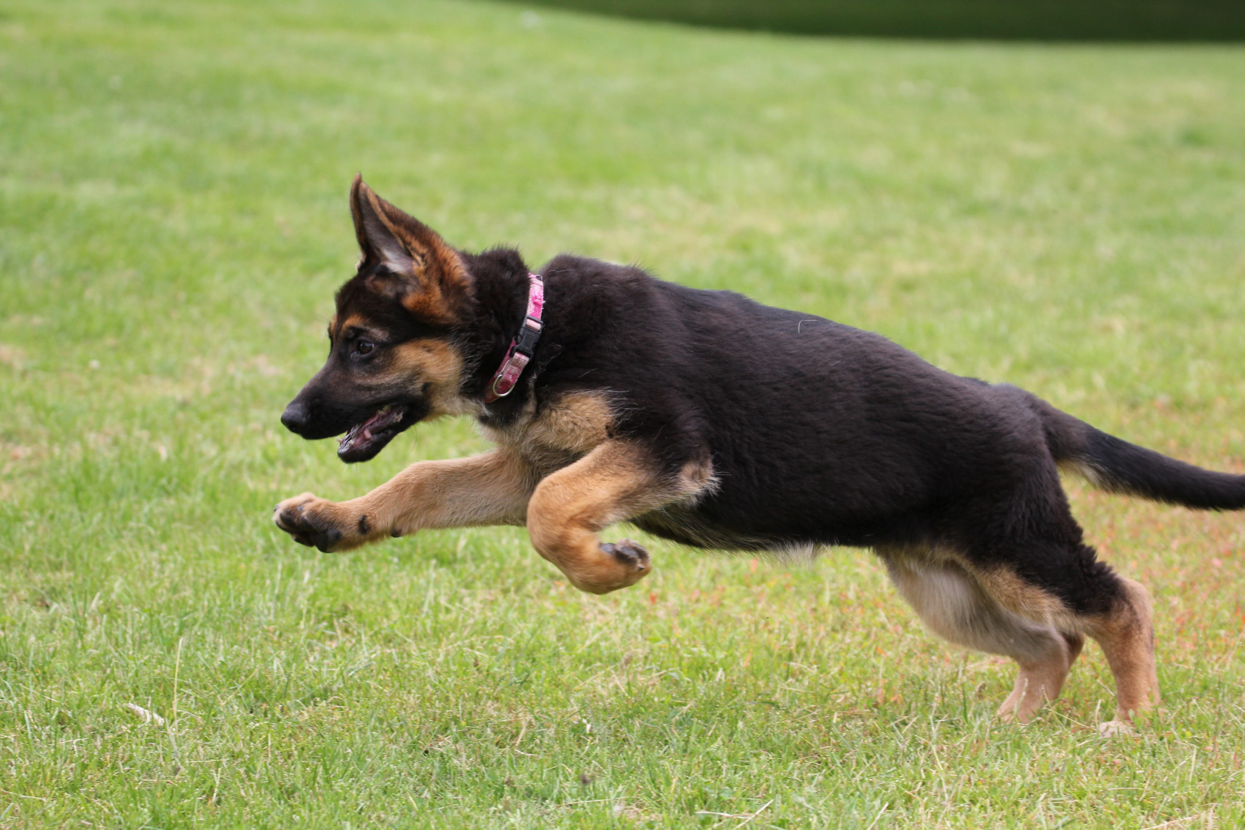 Jonge_Hond_Puberteit_honden_training_Karin_Tuinhout