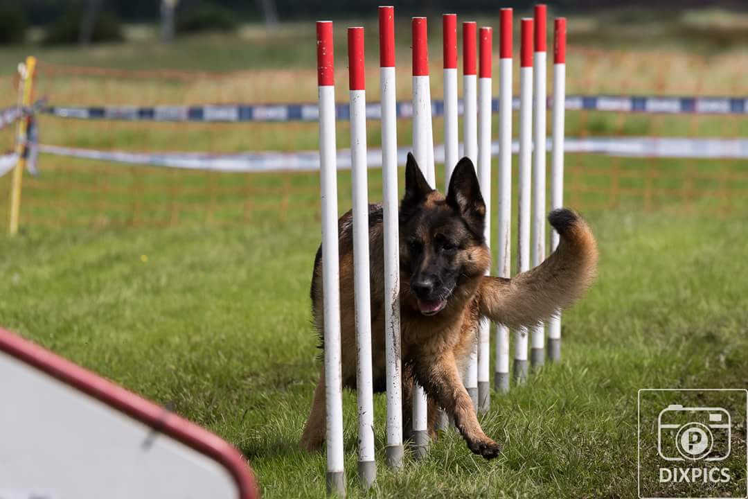 Behendigheid_training_hond_groningen_Veendam_ Winschoten